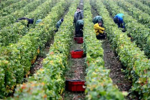 "Si la vida te da limones, haz limonada", comentaba un internauta a través de la plataforma de vídeos cortos Kuaishou, dando a entender que aprovecharía las temperaturas para secar sus uvas. Foto: AFP
