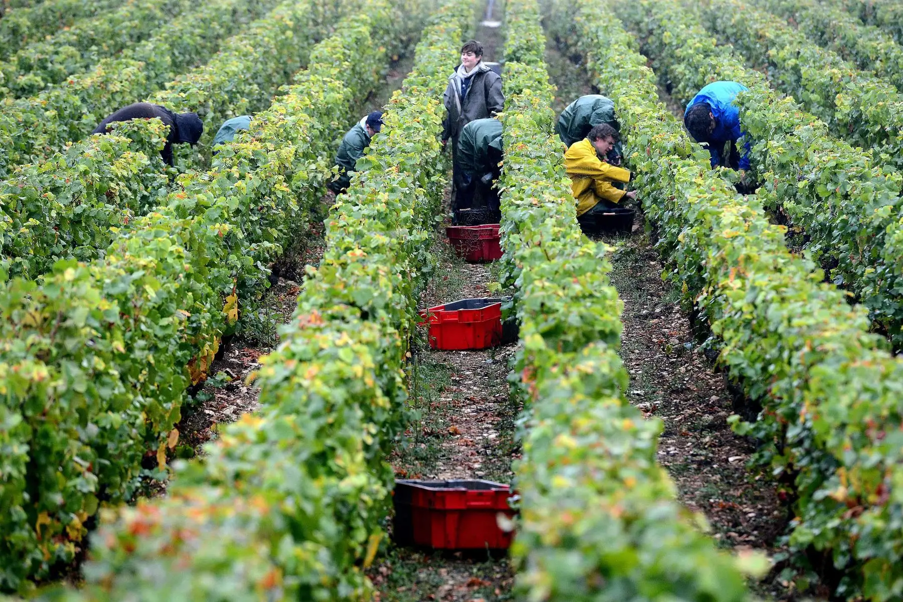"Si la vida te da limones, haz limonada", comentaba un internauta a través de la plataforma de vídeos cortos Kuaishou, dando a entender que aprovecharía las temperaturas para secar sus uvas. Foto: AFP