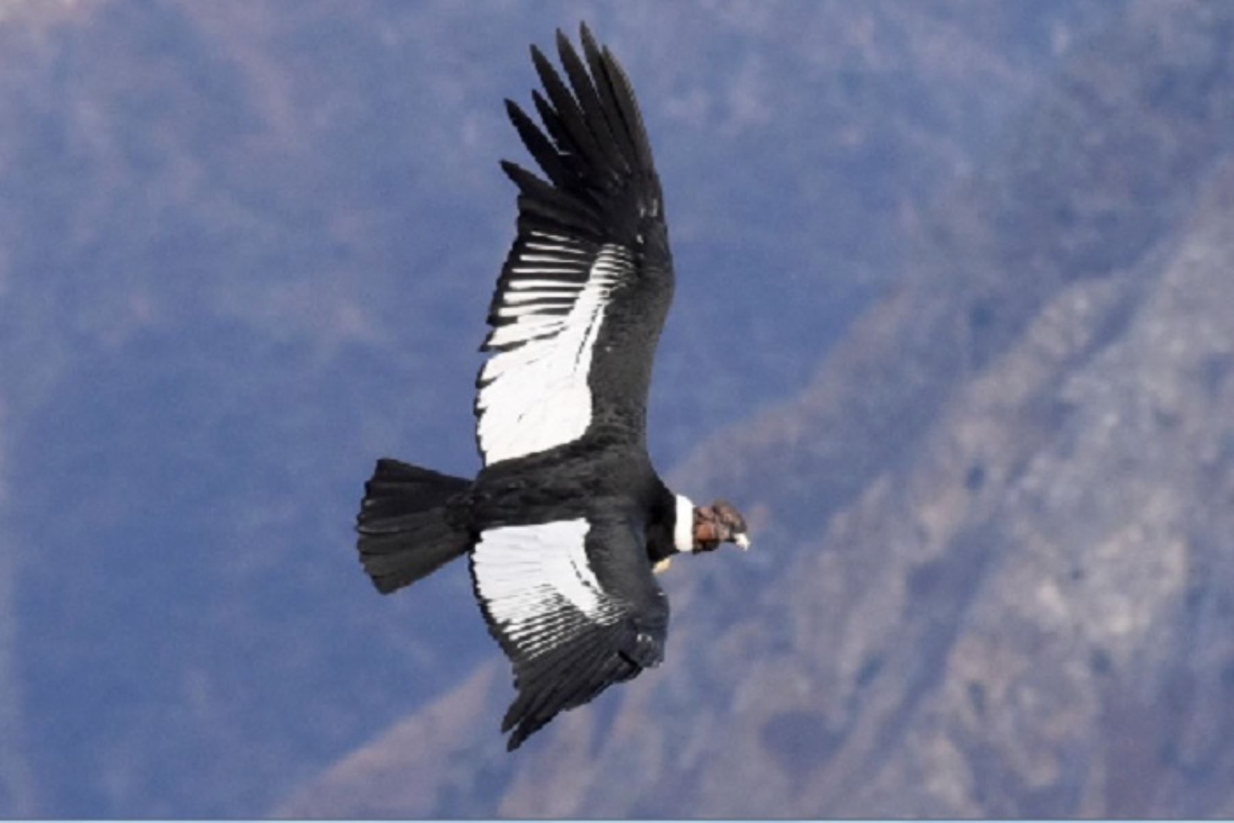 En el Cusco se registró nuevas zonas de avistamiento del cóndor andino. Este trabajo conjunto permitirá asegurar la continuidad de las acciones a favor de esta ave emblemática.