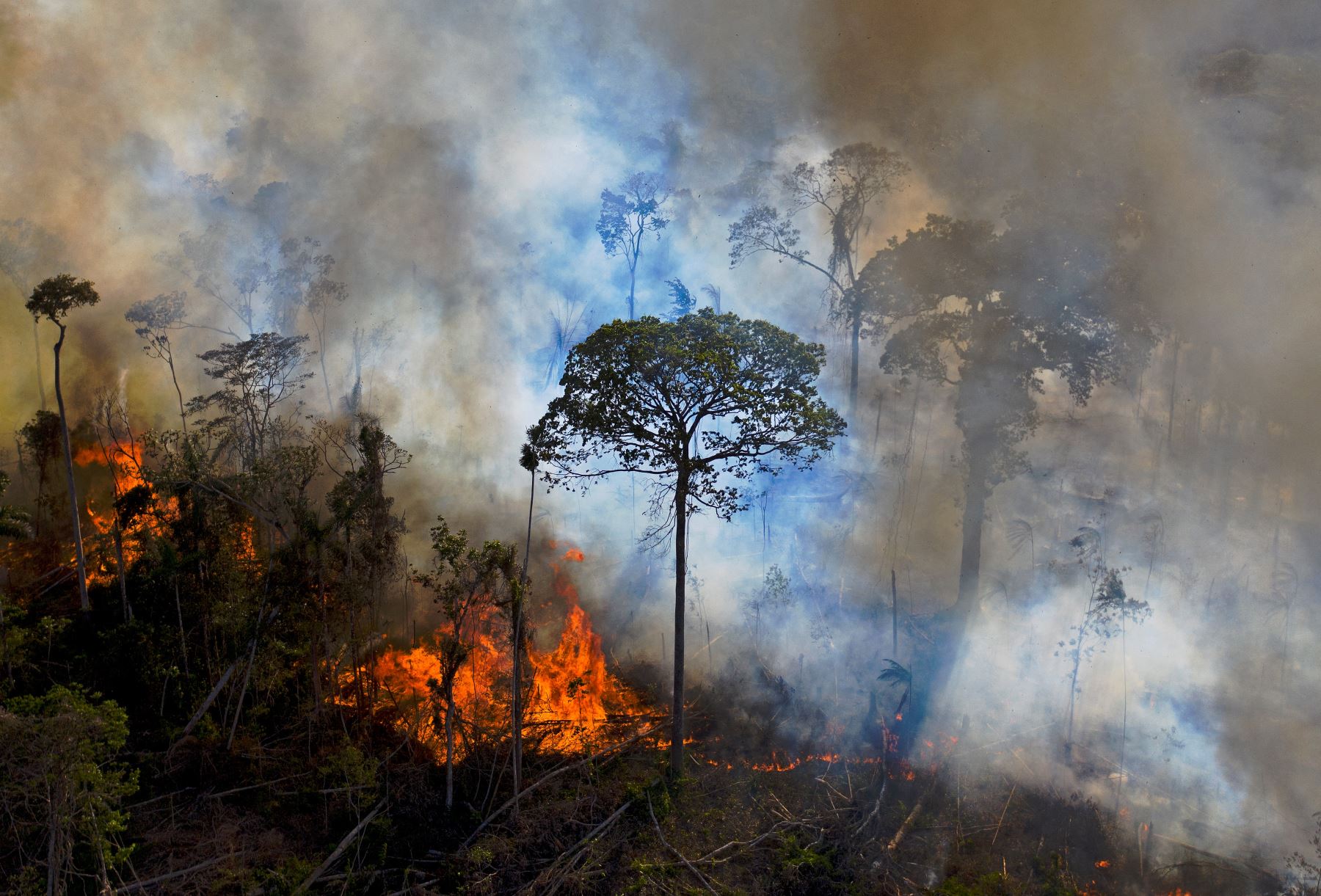 La temporada de incendios en la Amazonía empieza en realidad en agosto, con la llegada de la sequía. Foto: AFP