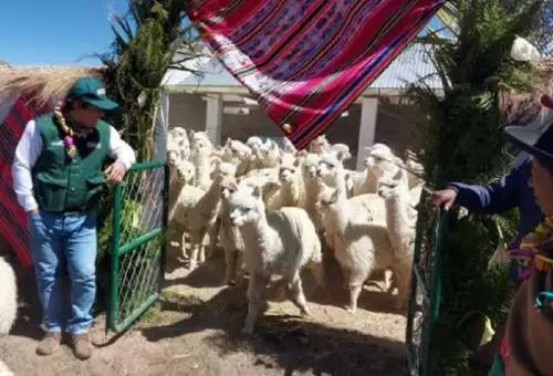 Agro Rural, finalizó satisfactoriamente la construcción de 90 cobertizos para el resguardo de ganado, que fueron implementados en el marco del Plan Multisectorial ante Heladas y Friaje, correspondientes a la meta 2022, en las provincias de Candarave y Tarata.