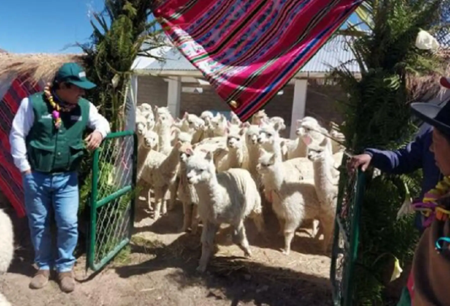 Agro Rural, finalizó satisfactoriamente la construcción de 90 cobertizos para el resguardo de ganado, que fueron implementados en el marco del Plan Multisectorial ante Heladas y Friaje, correspondientes a la meta 2022, en las provincias de Candarave y Tarata.