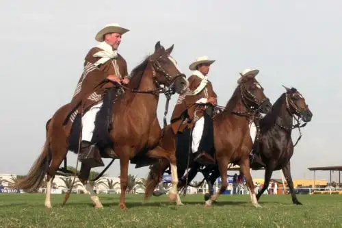 Junto a la aparición del caballo peruano de paso apareció el personaje especializado en el manejo y crianza de este ejemplar: el chalán. Foto: ANDINA/Difusión