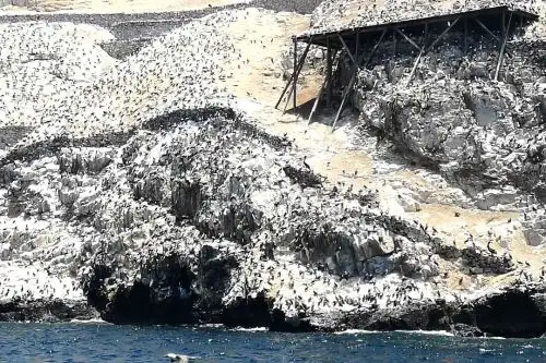 Las islas Guañape son consideradas la perla del norte liberteño por su infinidad de aves, lobos marinos y flora marina. Foto: ANDINA/Cortesía Luis Puell