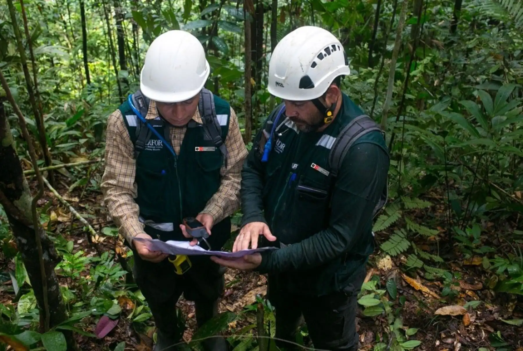 Con la opinión técnica favorable del Servicio Nacional Forestal y de Fauna Silvestre, el Ejecutivo concretó la transferencia de recursos presupuestales a los gobiernos regionales de Loreto, Madre de Dios, San Martín y Ucayali, por 20 millones 103,000 soles para fortalecer la gestión y el aprovechamiento sostenible de los recursos del bosque.