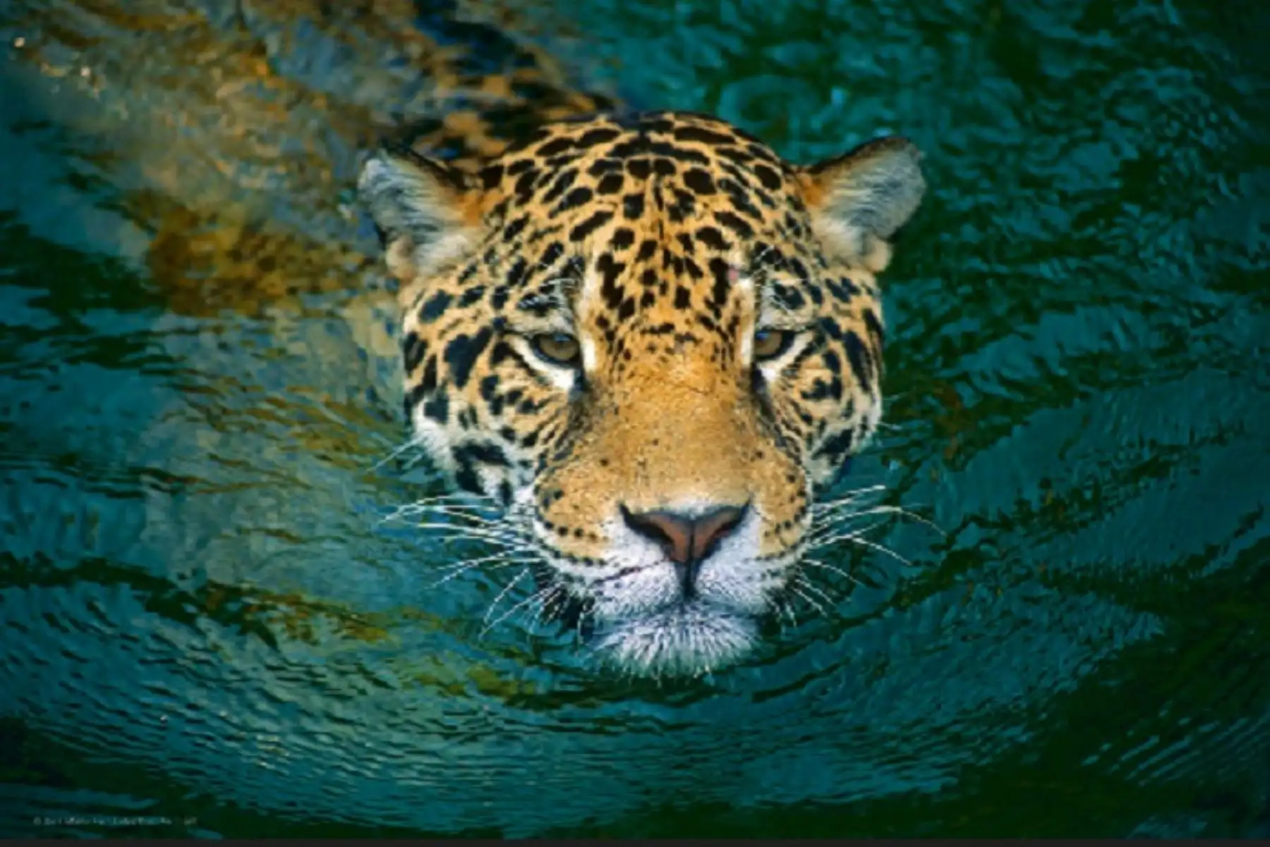 El plan aprobado tiene entre sus metas al 2031, conservar el 40% de la población de jaguar viable y conectada, reducir en 50% la caza ilegal de jaguar, y que el 100% de las autoridades regionales forestales y de fauna silvestre, que son parte del área de distribución del jaguar, desarrollen acciones efectivas en favor de la especie.