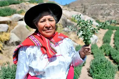 En visita oficial a la región Tacna, el director de Signos Distintivos del Indecopi, Sergio Chuez Salazar, se reunió con productores de orégano de Tarata para motivarlos a continuar el proceso de registro de la Denominación de Origen Orégano de Tacna, que ayudará a distinguir este producto por sus características especiales e impulsar su comercialización en el mercado nacional e internacional.