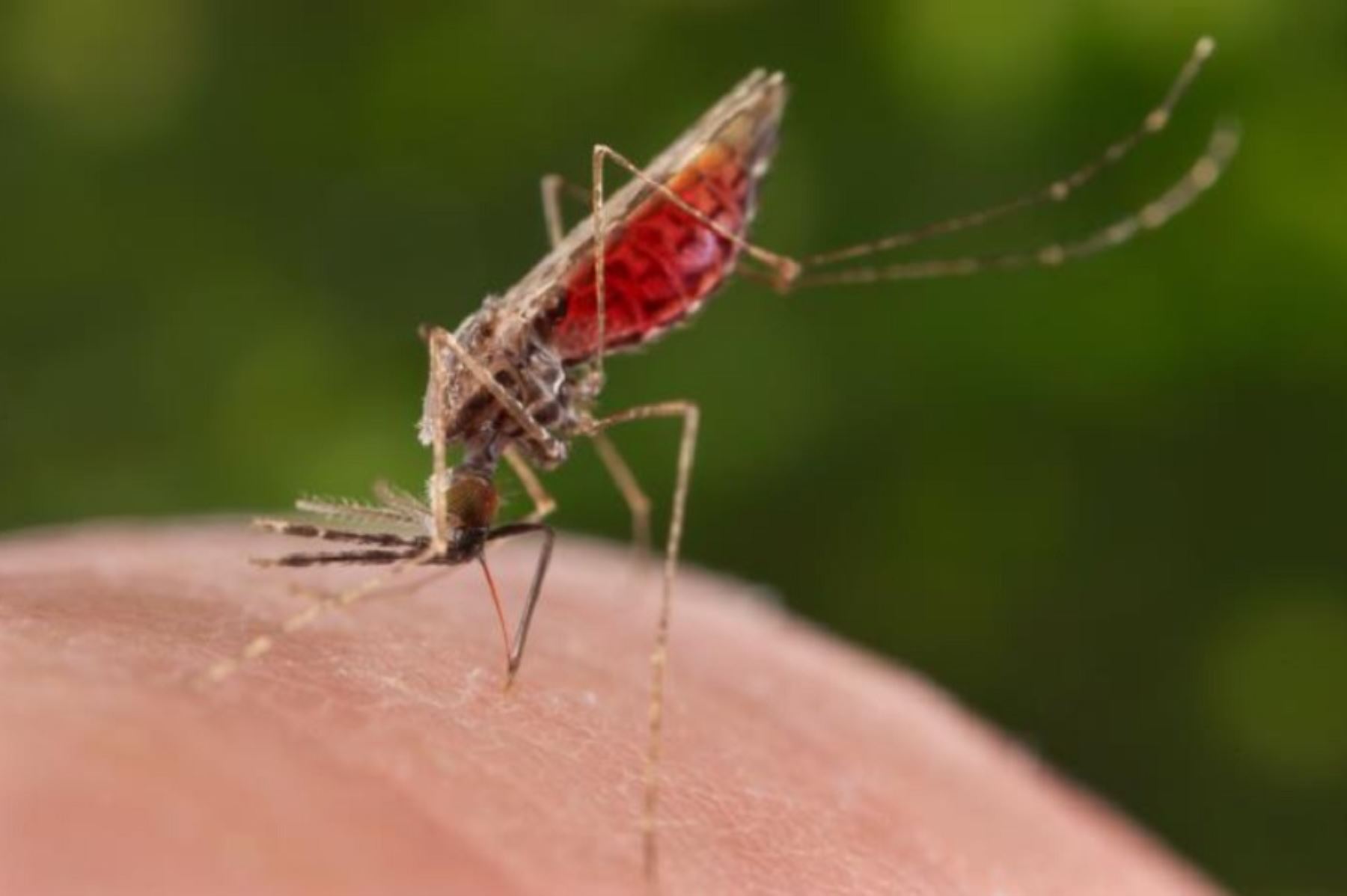 Hoy se conmemora el Día mundial contra la Malaria o paludismo, enfermedad causada por parásitos protozoarios del género Plasmodium, que se transmite por la picadura del mosquito hembra del género Anopheles.