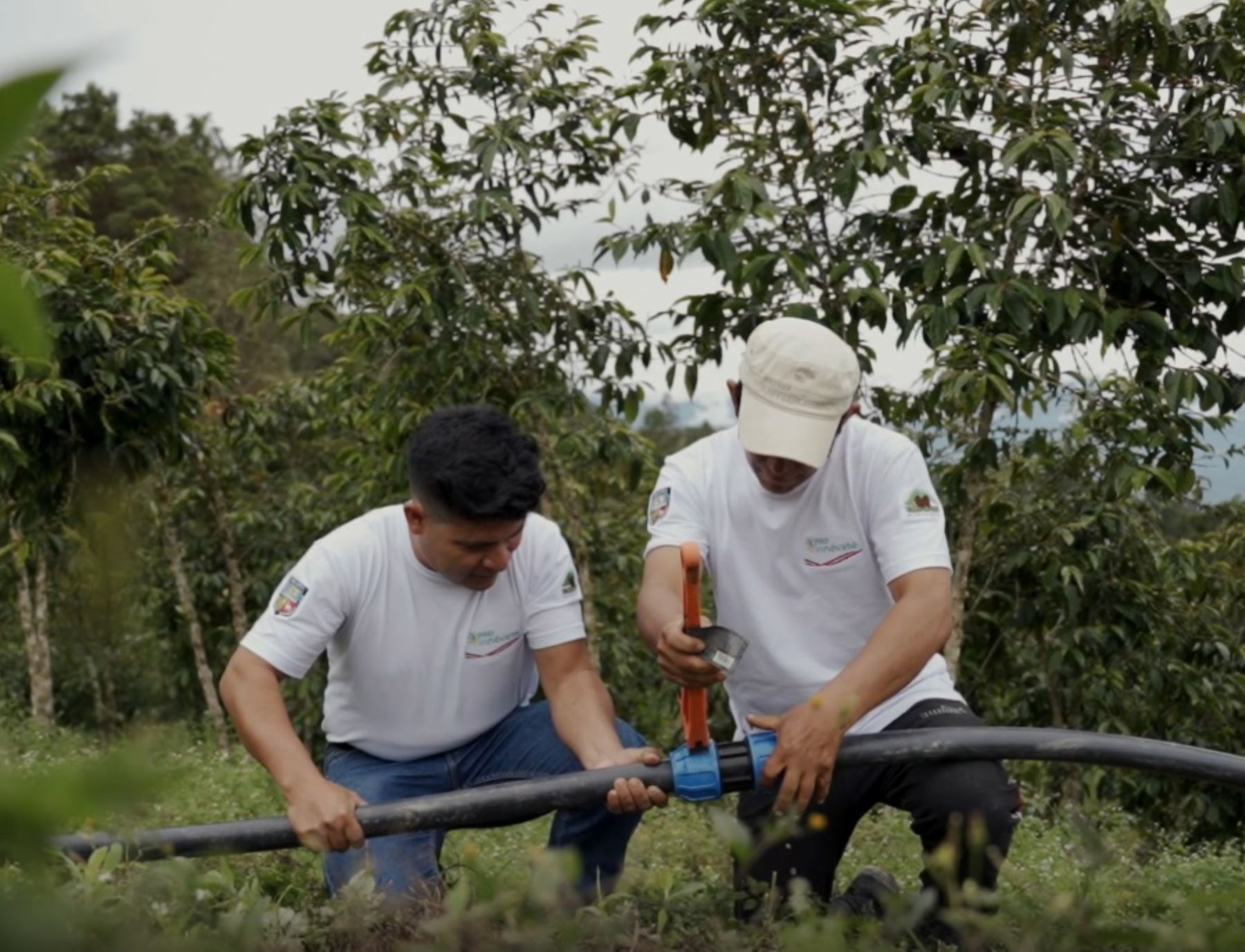Innovador proyecto ecológico ayuda a reducir huella hídrica en cultivo de café. Se trata de un novedoso sistema de riego que utiliza las aguas mieles obtenidas en el proceso de lavado de los frutos del café. Foto: ANDINA/difusión.