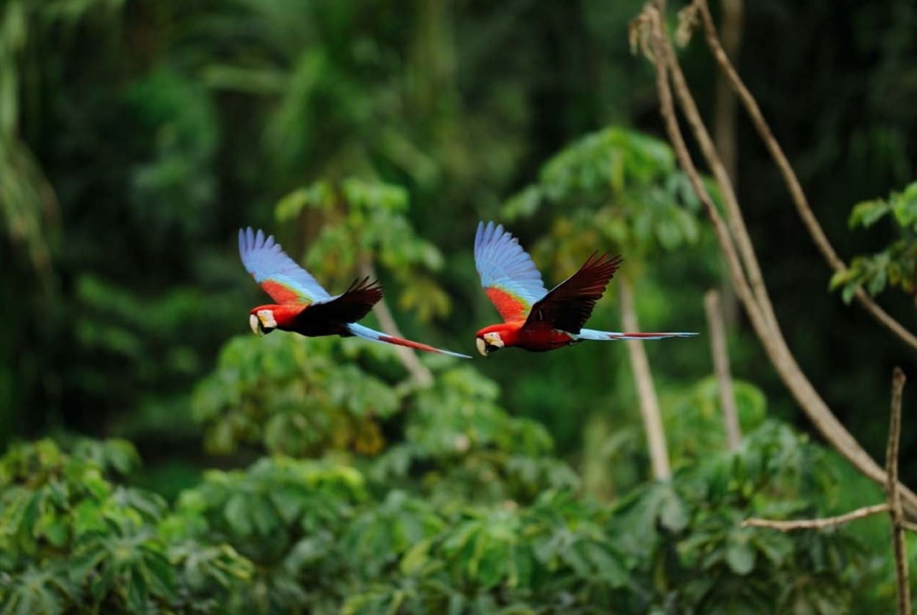 Con una superficie total de 274,690 hectáreas, la Reserva Nacional Tambopata alberga una megadiversidad biológica, que en fauna se expresa en 648 especies de aves, entre las que destacan los coloridos guacamayos.