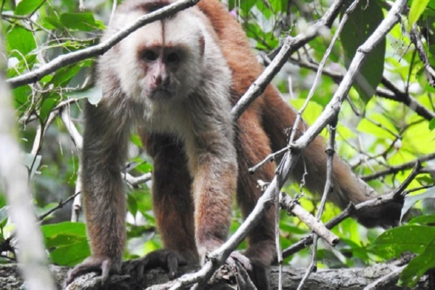 Además de la caza y el tráfico de fauna silvestre, la principal amenaza para el mono machín de Tumbes es la fragmentación de los bosques generada por la pérdida de su hábitat, principalmente en la zona de su distribución ubicada en Ecuador.
