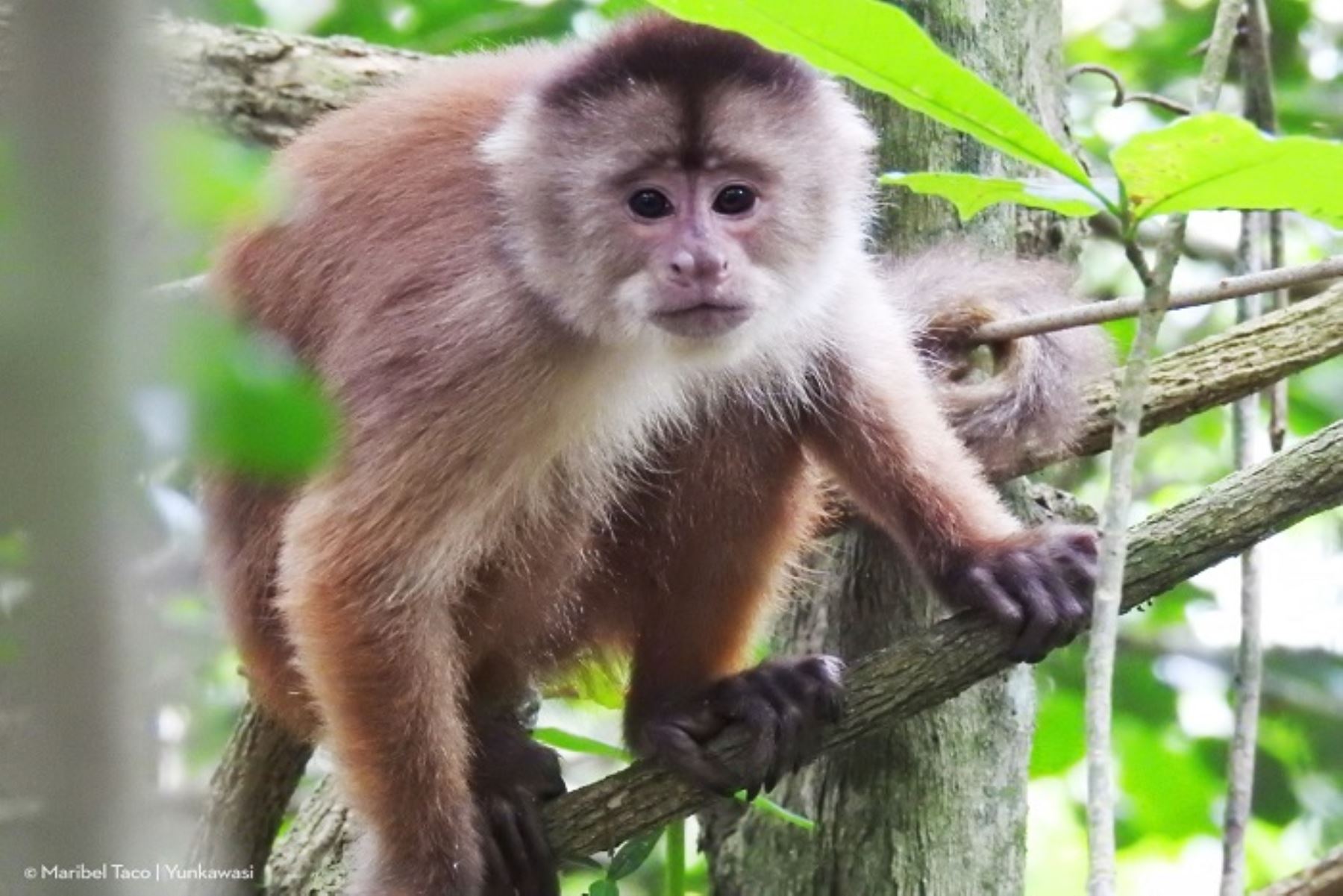 El mono machín de frente blanca ecuatorial habita en los bosques tropicales de Tumbes y es una de las especies de primates más amenazadas del mundo.