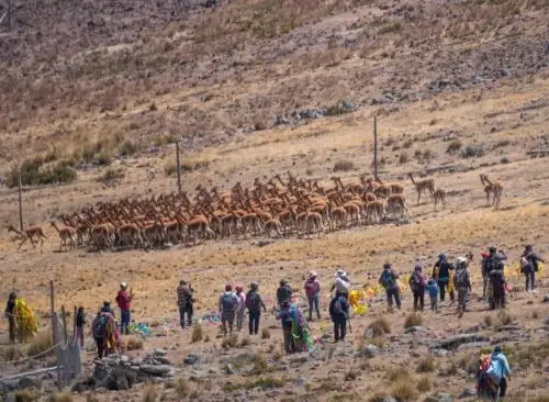 Pobladores de la comunidad San Pedro de Pilas, de la provincia limeña de Yauyos, reviven el tradicional chaccu de vicuñas con apoyo del Serfor. Foto: ANDINA/difusión.