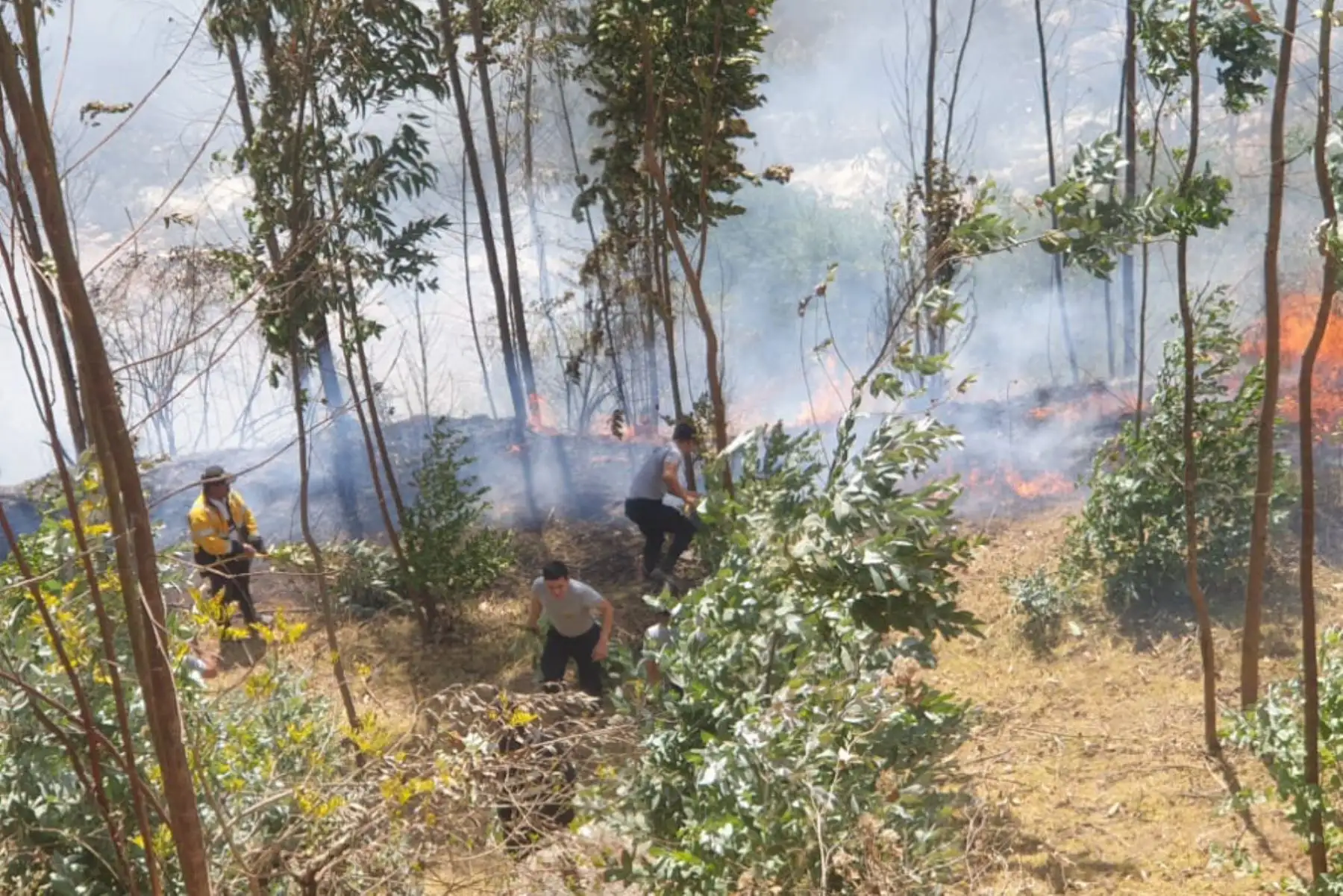 El incendio forestal se inició pasadas las 13:00 horas y de acuerdo con los últimos reportes aún no ha sido controlado.