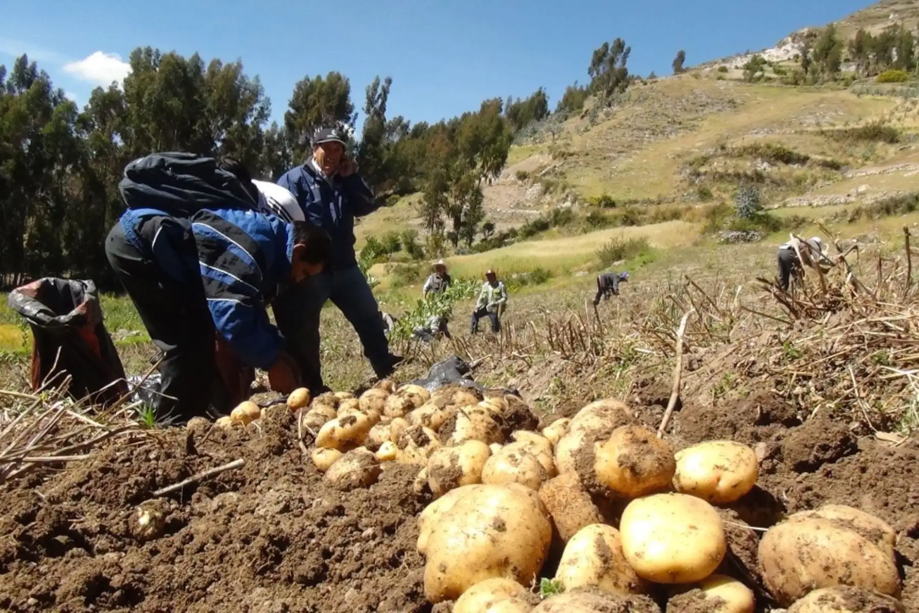 Cosecha de cultivos con abono orgánico. ANDINA/archivo