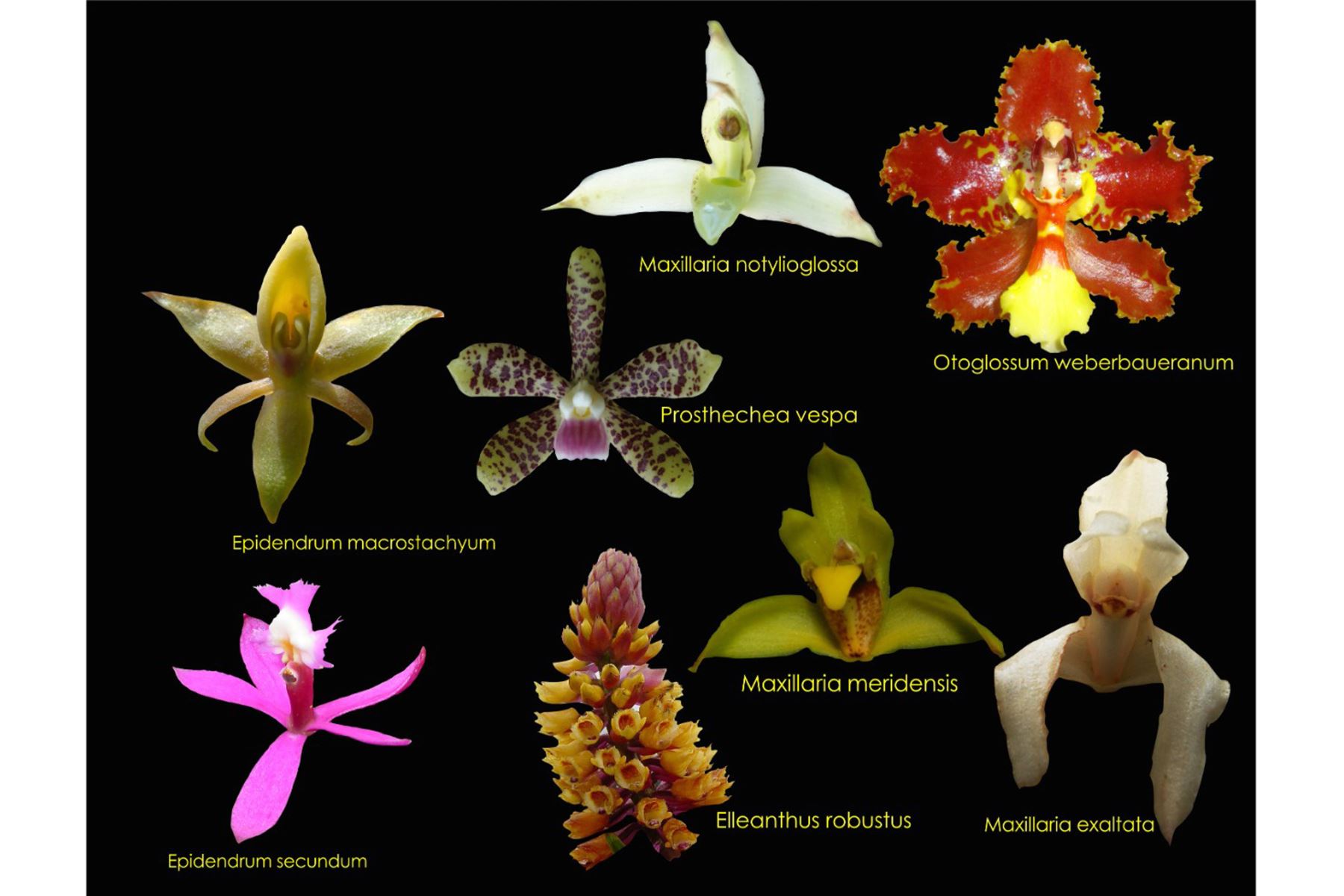 En el libro se presenta la diversidad, distribución y fenología de la familia "Orchidaceae" en la Bioay, entre los 120 y 5,400 metros de altitud. Foto: ANDINA/difusión.