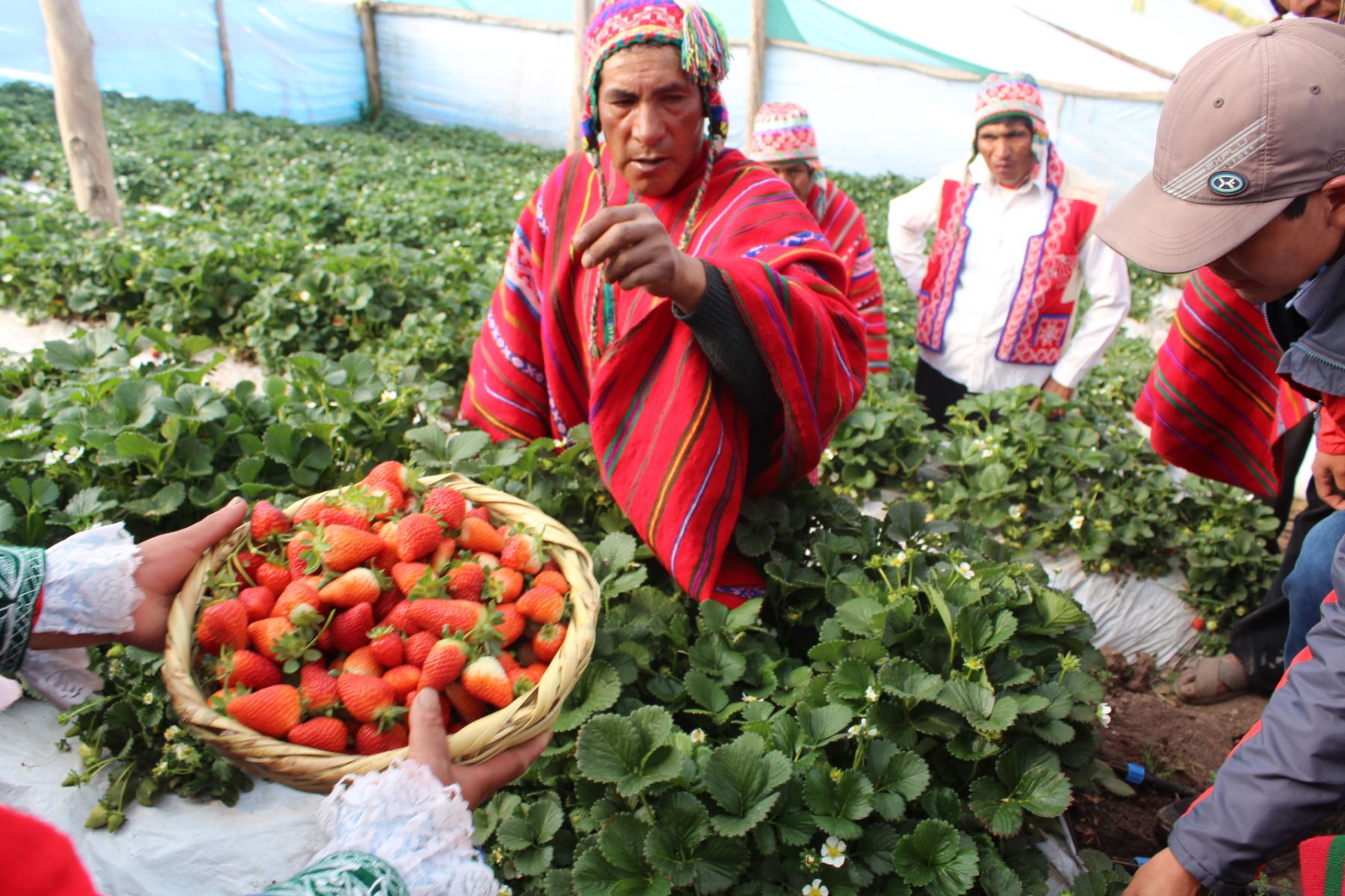 Proyecto Haku Wiñay: familias cultivan hortalizas y frutales en zonas de bajas temperaturas.