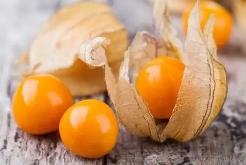 Domesticado y cultivado desde tiempos ancestrales, siendo uno de los frutos más venerados por los incas debido a sus reconocidas propiedades nutricionales y por su forma de perla con intenso color amarillo, el aguaymanto es uno de los superalimentos surgidos en el pródigo territorio peruano, uno de los más biodiversos del planeta.