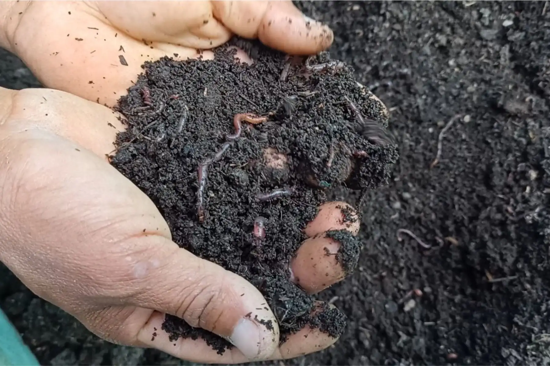 Una tonelada de abono orgánico es ofertada a 400 soles, mientras que una tonelada de urea cuesta 1,800 soles.