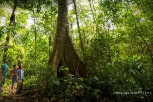Madre de Dios se apresta a celebrar su Semana Turística y esta constituye una gran ocasión para visitar este importante destino turístico que ofrece un conjunto de atractivos liderados por la Reserva Nacional Tambopata y el Parque Nacional del Manu, que son auténticas sucursales del paraíso y albergan la mayor biodiversidad del planeta.