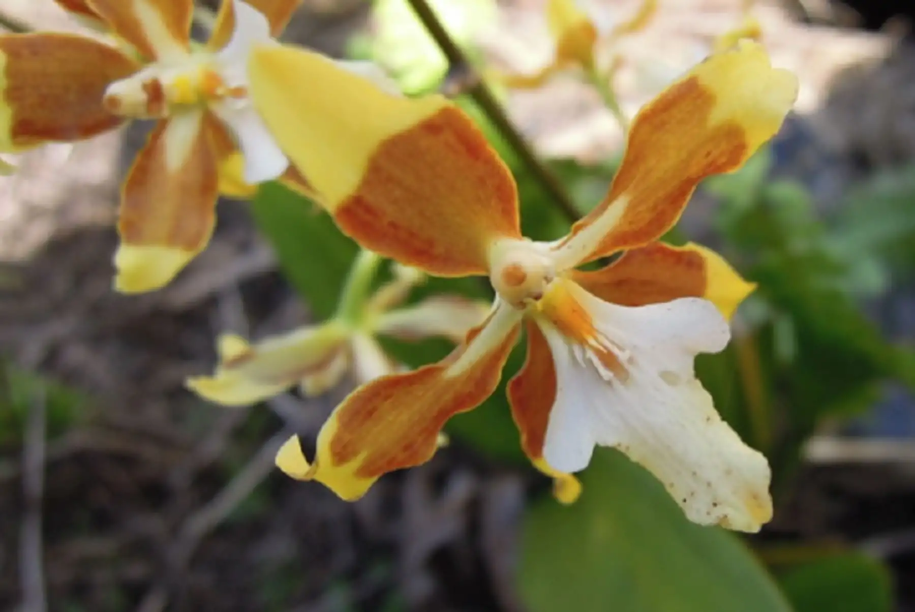 El Servicio Nacional Forestal y de Fauna Silvestre (Serfor) otorgó 75 autorizaciones de investigación científica de flora silvestre fuera de las áreas naturales protegidas durante el año 2021, con lo cual se superó la cifra de 66 autorizaciones otorgadas en 2020. Foto: William Nauray Huari.