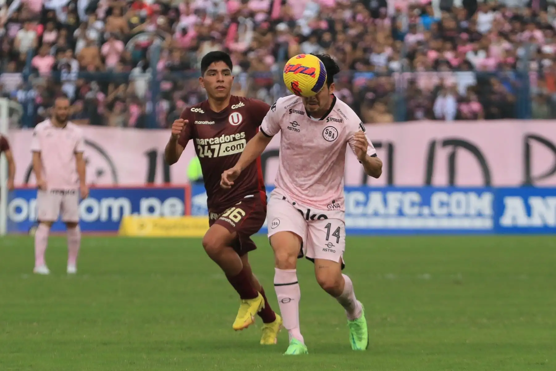 Piero Quispe de Universitario marca a su rival de Sport Boys durante partido por la jornada 11 del Torneo Clausura de la Liga 1, en el Estadio Iván Elías Moreno. Foto: Liga 1