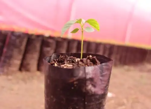 Proyecto ecológico en Cusco impulsa la siembra de plantones de árboles nativos en zonas degradadas por cultivos de coca en la provincia de La Convención. ANDINA/Difusión