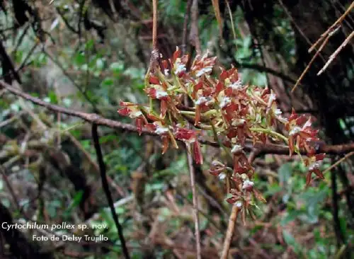 Biólogos de la Universidad Nacional Mayor de San Marcos y extranjeros descubrieron una nueva especie de orquídea en la región Amazonas.