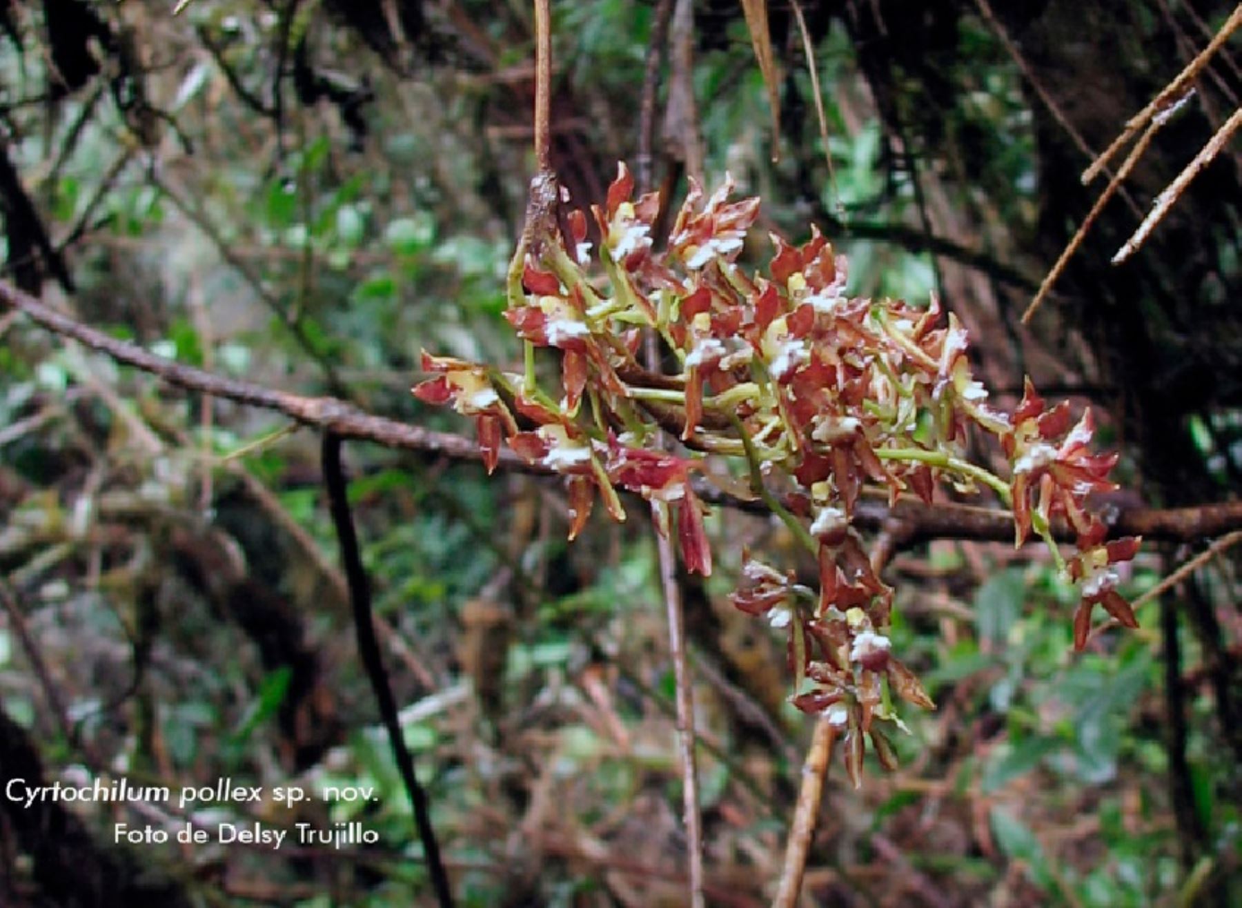 Formidable hallazgo científico: biólogos descubren nueva especie de orquídea en Amazonas