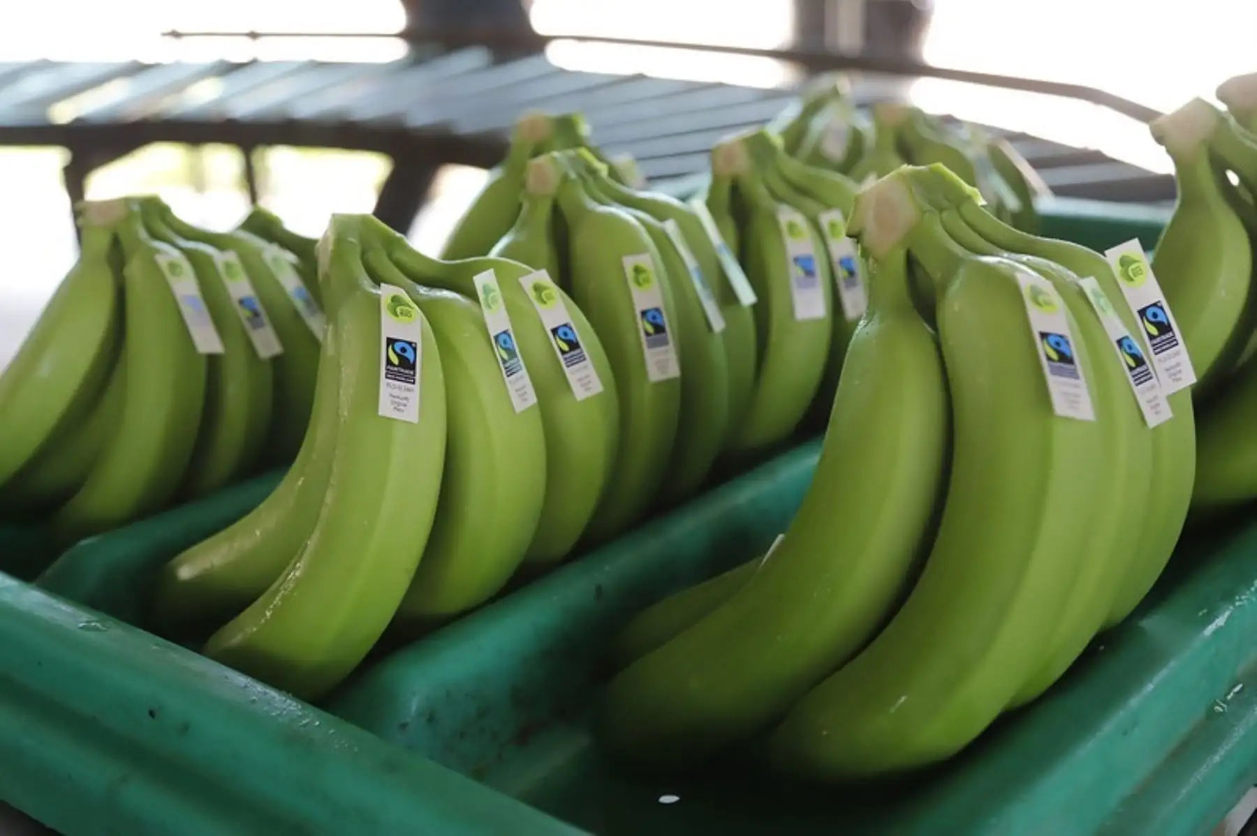 Banano para la exportación. Foto: Cortesía.