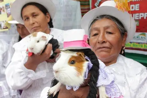 Cortesía