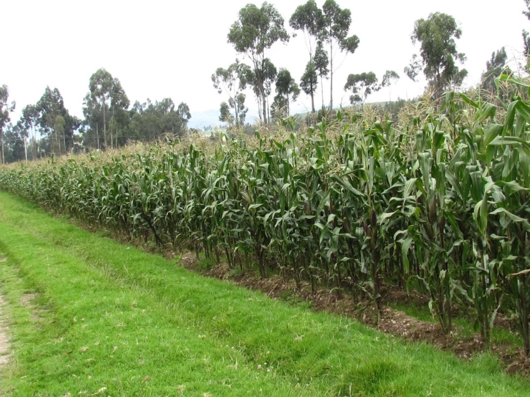 Yuracc Choccllo, conoce nueva variedad de maíz que potenciará el rendimiento de producto