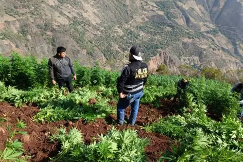 Con el apoyo del personal de cinco unidades especializadas de la III Macrorregión Policial La Libertad se lograron ubicar cuatro hectáreas de cultivo. Foto: difusiónl.