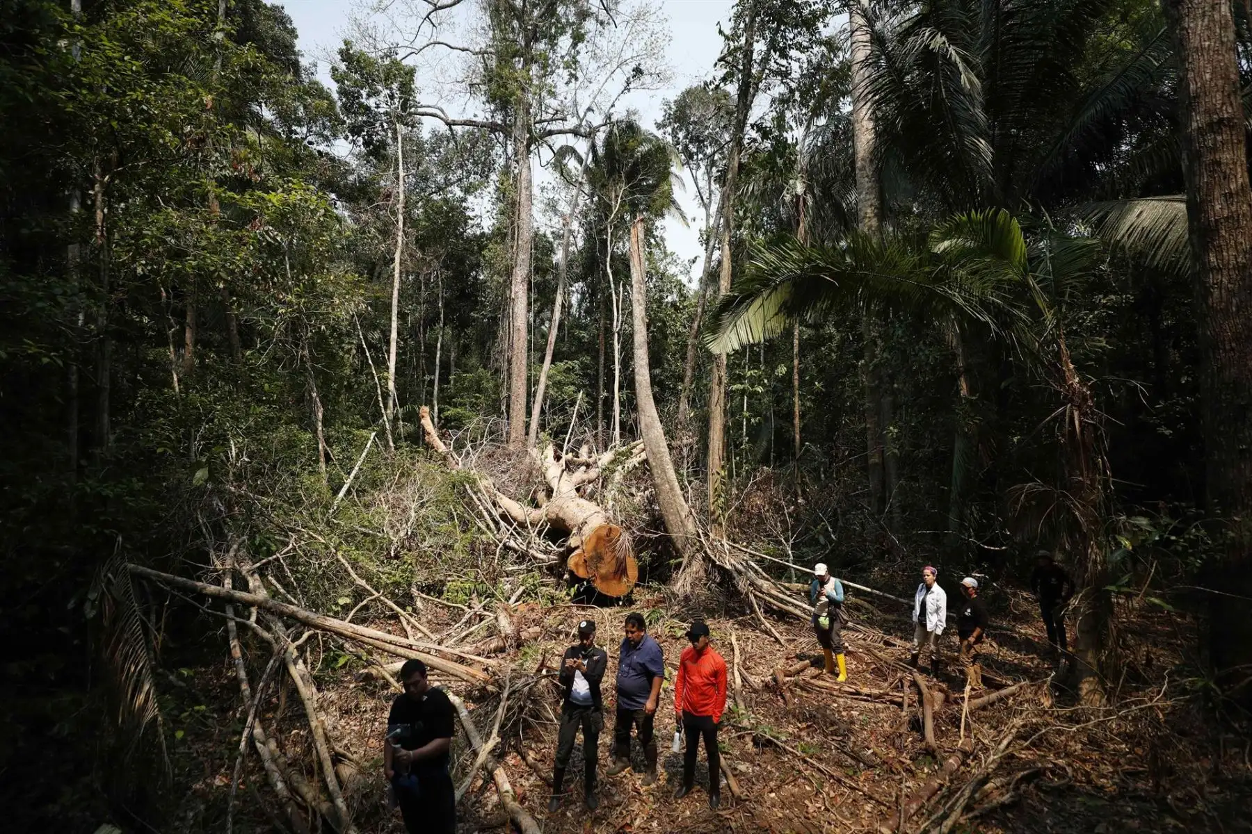 Los defensores ambientales están expuestos a constantes amenazas por defender sus territorios y los bosques en la Amazonía peruana. EFE