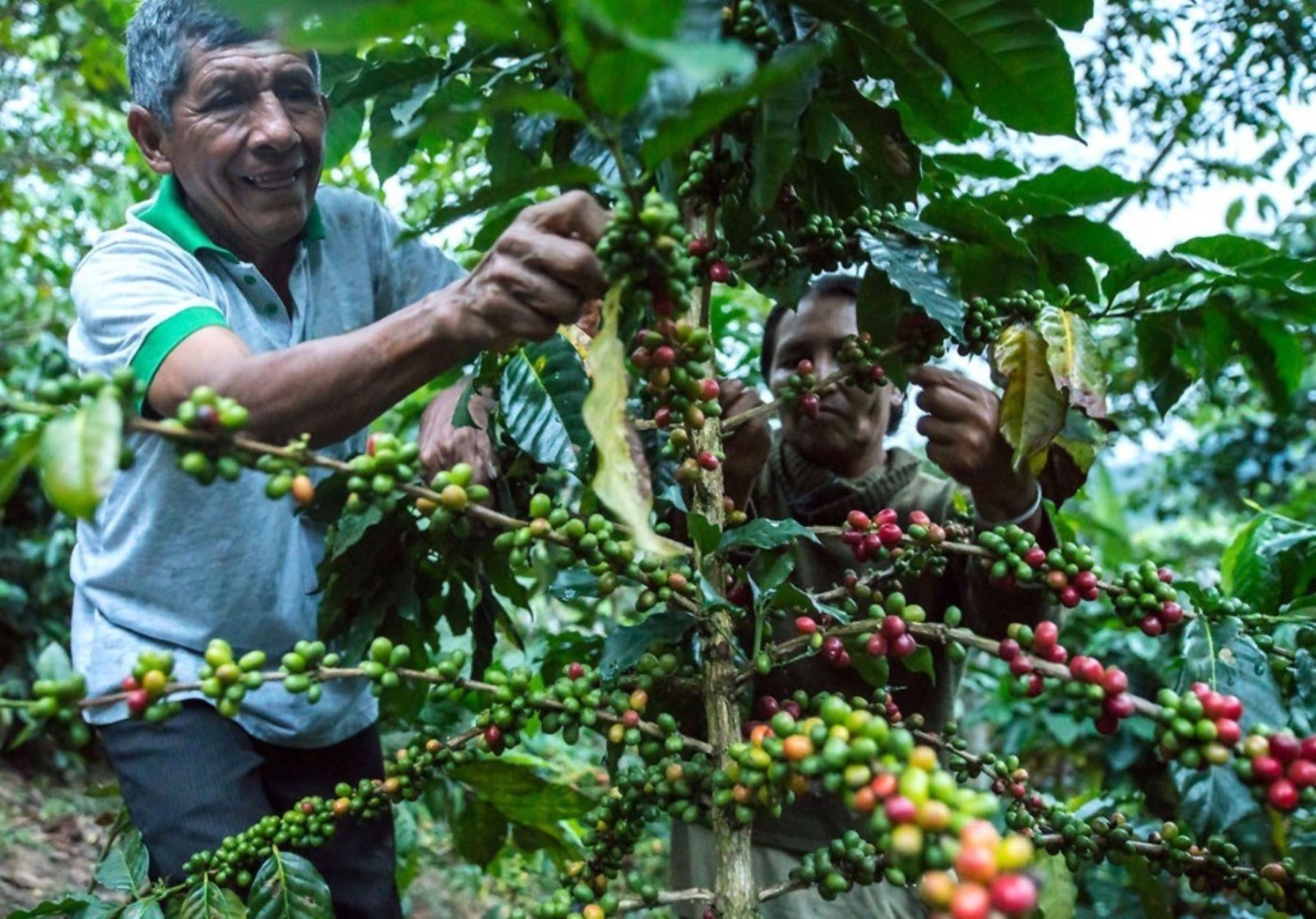 Impulsarán proyectos de investigación para mejorar la calidad del café en Perú