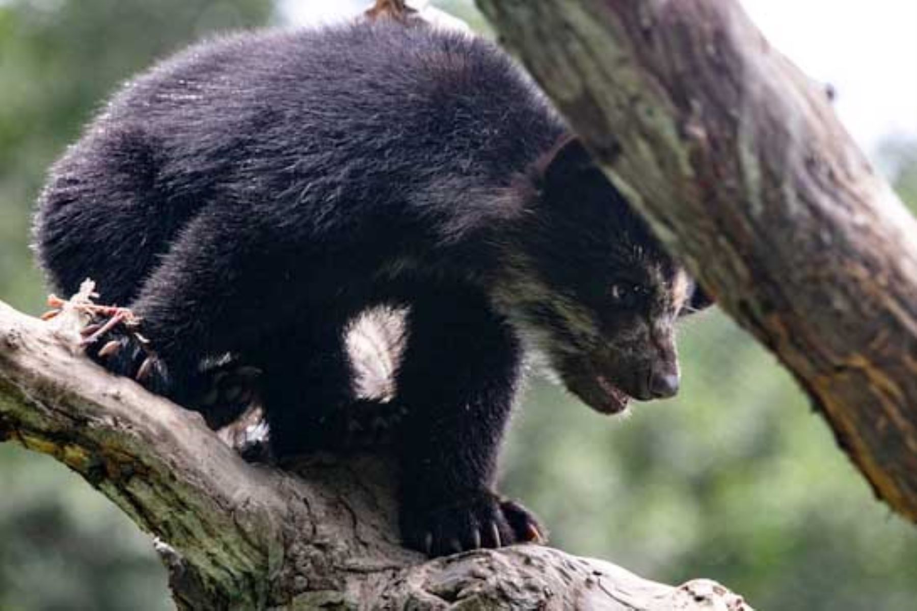 Serfor pide vivir en armonía con animales silvestres tras muerte de un oso andino