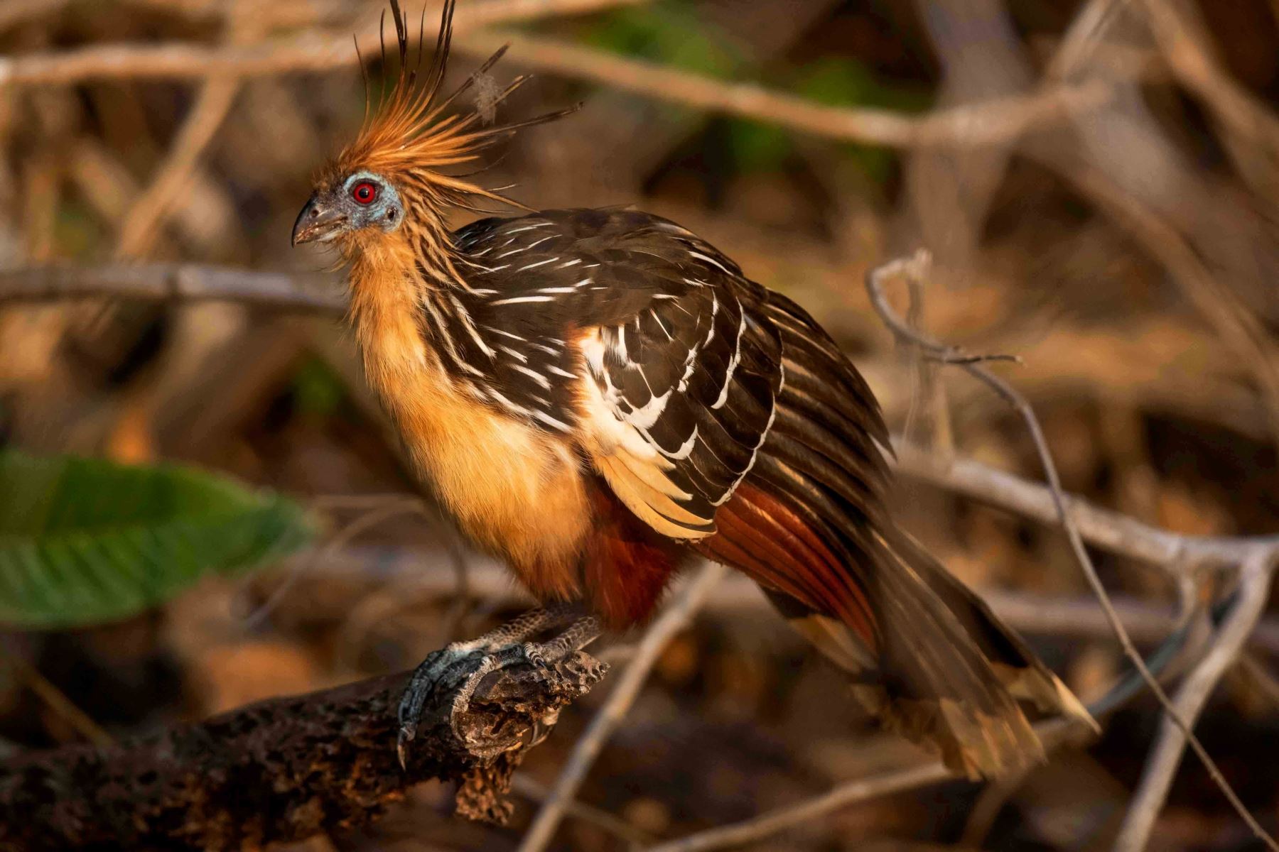 El shansho (Opisthocomus hoazin) es un ave muy extendida en la Amazonía. Tiene un olor parecido al estiércol, por lo que es conocida en Colombia como pava hedionda. Foto: ANDINA/ Carlos Lezama Villantoy