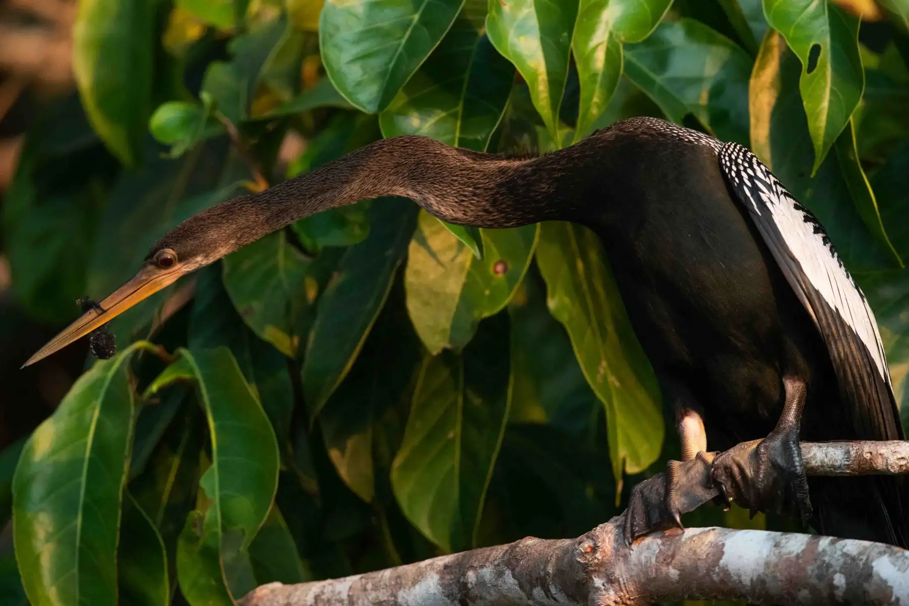 Pato-aguja Americano. Reserva Nacional de Tambopata, accesible a través de Puerto Maldonado, tiene una extensión de más de 274.000 hectáreas, lo que la convierte en una extensísima muestra de la selva húmeda tropical.  Laguna Sandoval. Foto: ANDINA/ Carlos Lezama Villantoy