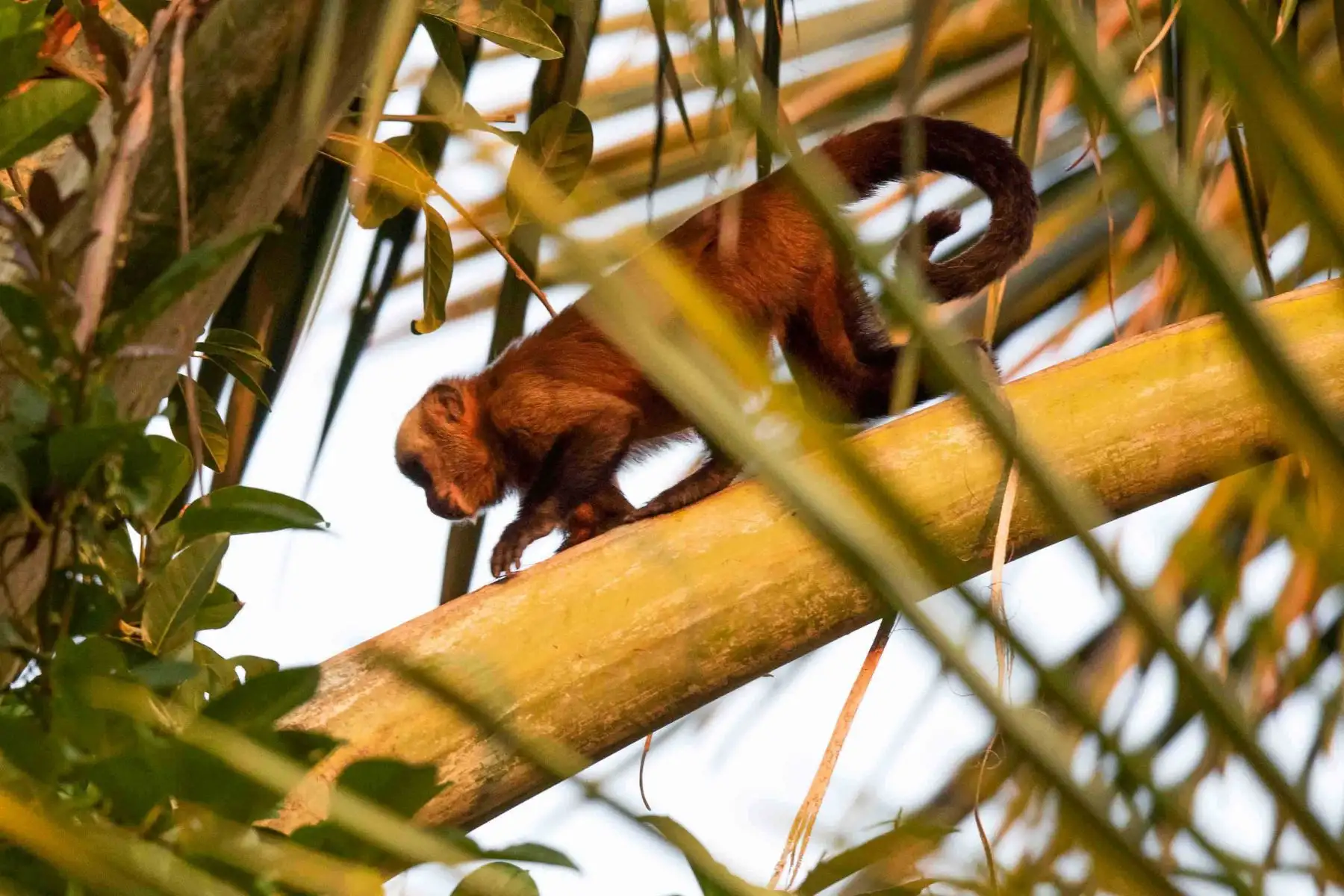 Mono aullador en la Reserva Nacional de Tambopata, accesible a través de Puerto Maldonado, tiene una extensión de más de 274.000 hectáreas, lo que la convierte en una extensísima muestra de la selva húmeda tropical. Foto: ANDINA/ Carlos Lezama Villantoy