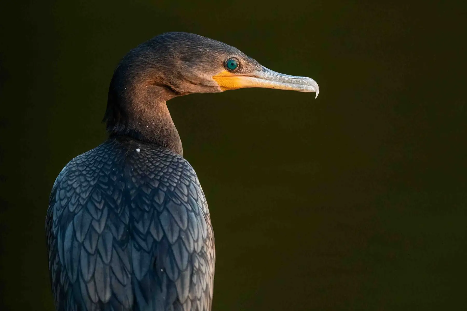 El cormorán grande (Phalacrocorax carbo)​ es una especie de ave suliforme de la familia Phalacrocoracidae en la Reserva Nacional de Tambopata, accesible a través de Puerto Maldonado, tiene una extensión de más de 274.000 hectáreas, lo que la convierte en una extensísima muestra de la selva húmeda tropical.  Laguna Sandoval. Foto: ANDINA/ Carlos Lezama Villantoy