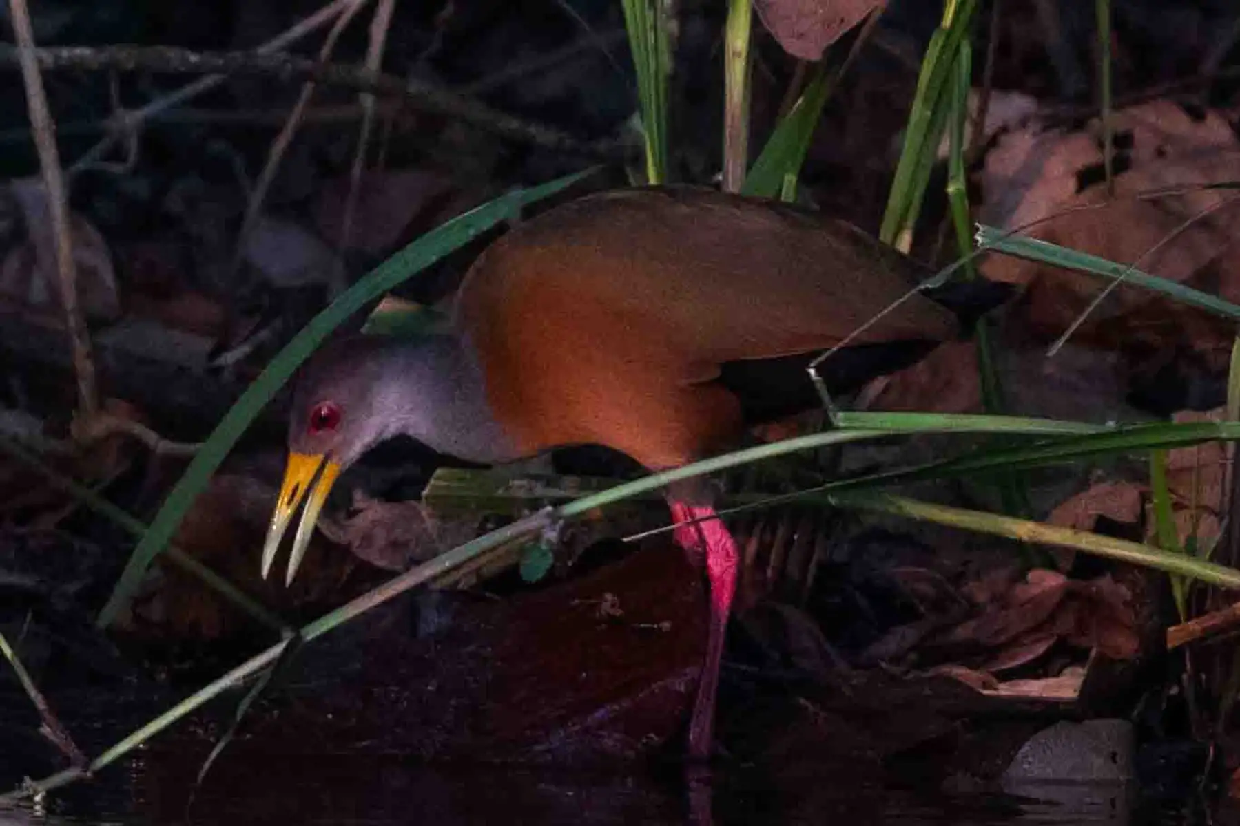 Ave Unchala, Campanerito o  Gallineta de río en la Reserva Nacional de Tambopata, accesible a través de Puerto Maldonado, tiene una extensión de más de 274.000 hectáreas, lo que la convierte en una extensísima muestra de la selva húmeda tropical.  Laguna Sandoval. Foto: ANDINA/ Carlos Lezama Villantoy