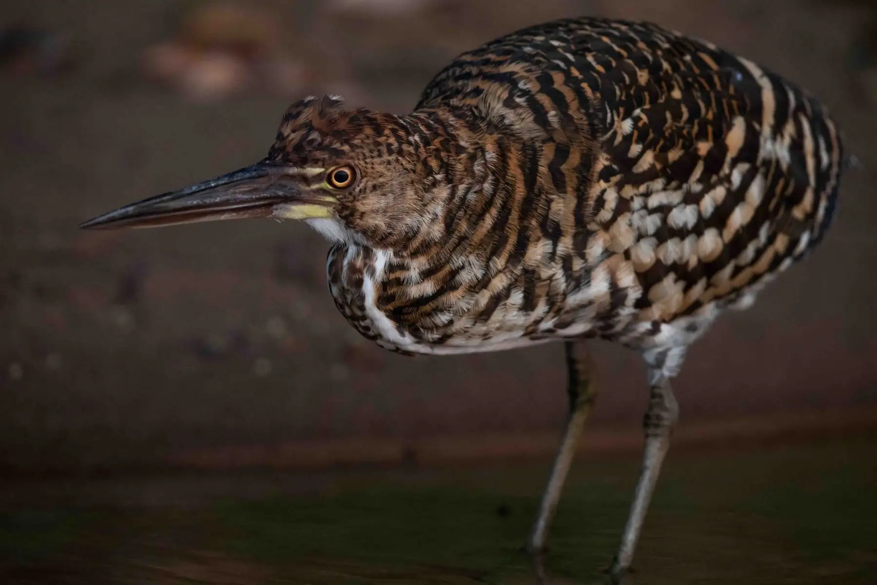 Puma garza juvenil de la Reserva Nacional de Tambopata, accesible a través de Puerto Maldonado, tiene una extensión de más de 274.000 hectáreas, lo que la convierte en una extensísima muestra de la selva húmeda tropical.  Laguna Sandoval. Foto: ANDINA/ Carlos Lezama Villantoy