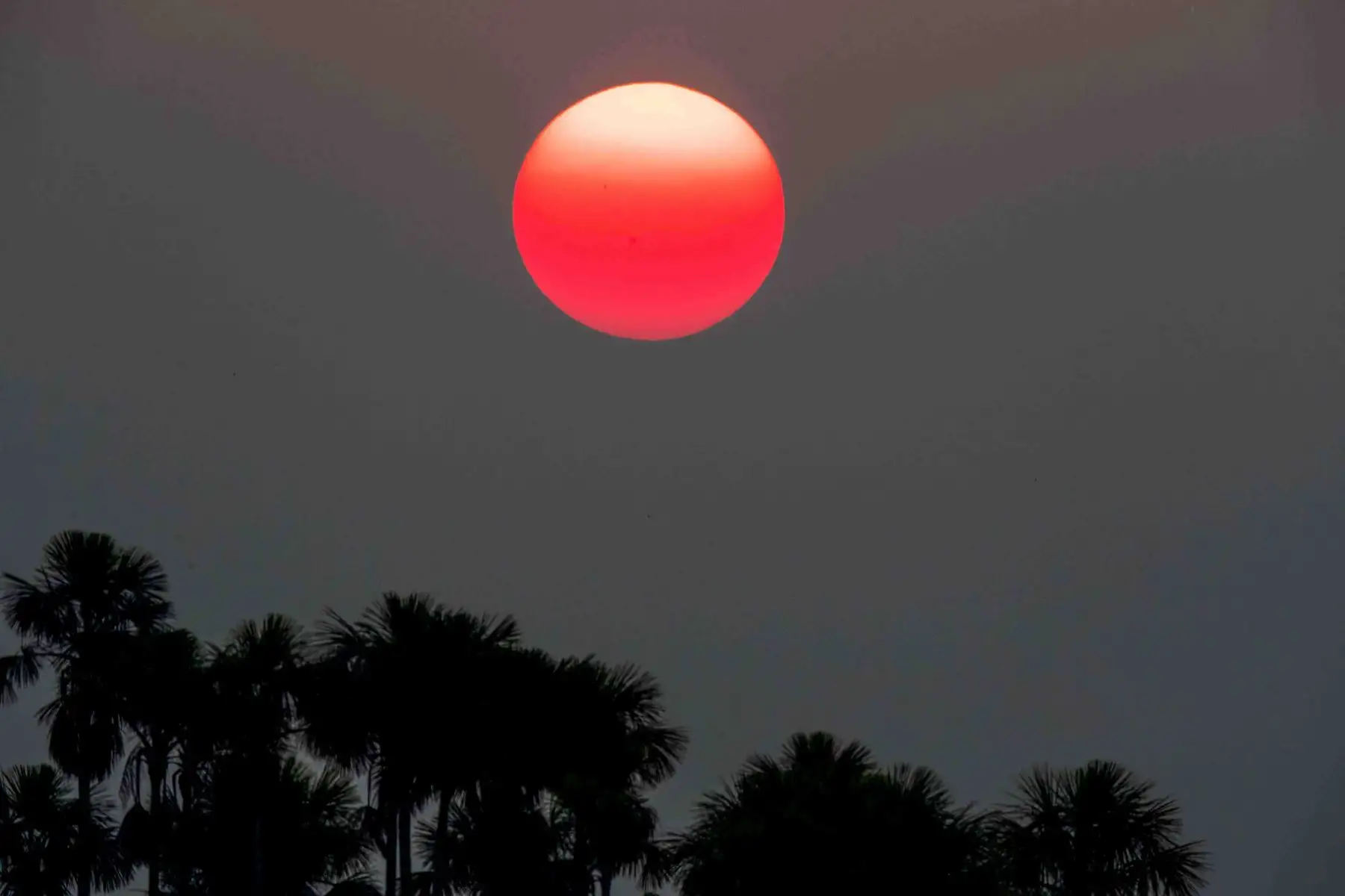 Atardecer en la Reserva Nacional de Tambopata, accesible a través de Puerto Maldonado, tiene una extensión de más de 274.000 hectáreas, lo que la convierte en una extensísima muestra de la selva húmeda tropical.  Laguna Sandoval. Foto: ANDINA/ Carlos Lezama Villantoy