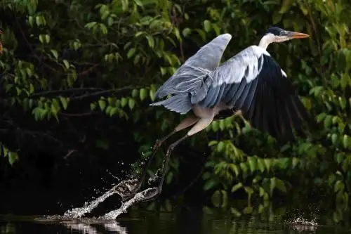 La Reserva Nacional Tambopata es una de las ocho áreas naturales protegidas de Perú que figura entre los Top 100 de los Green Destinations. ANDINA/Carlos Lezama Villantoy