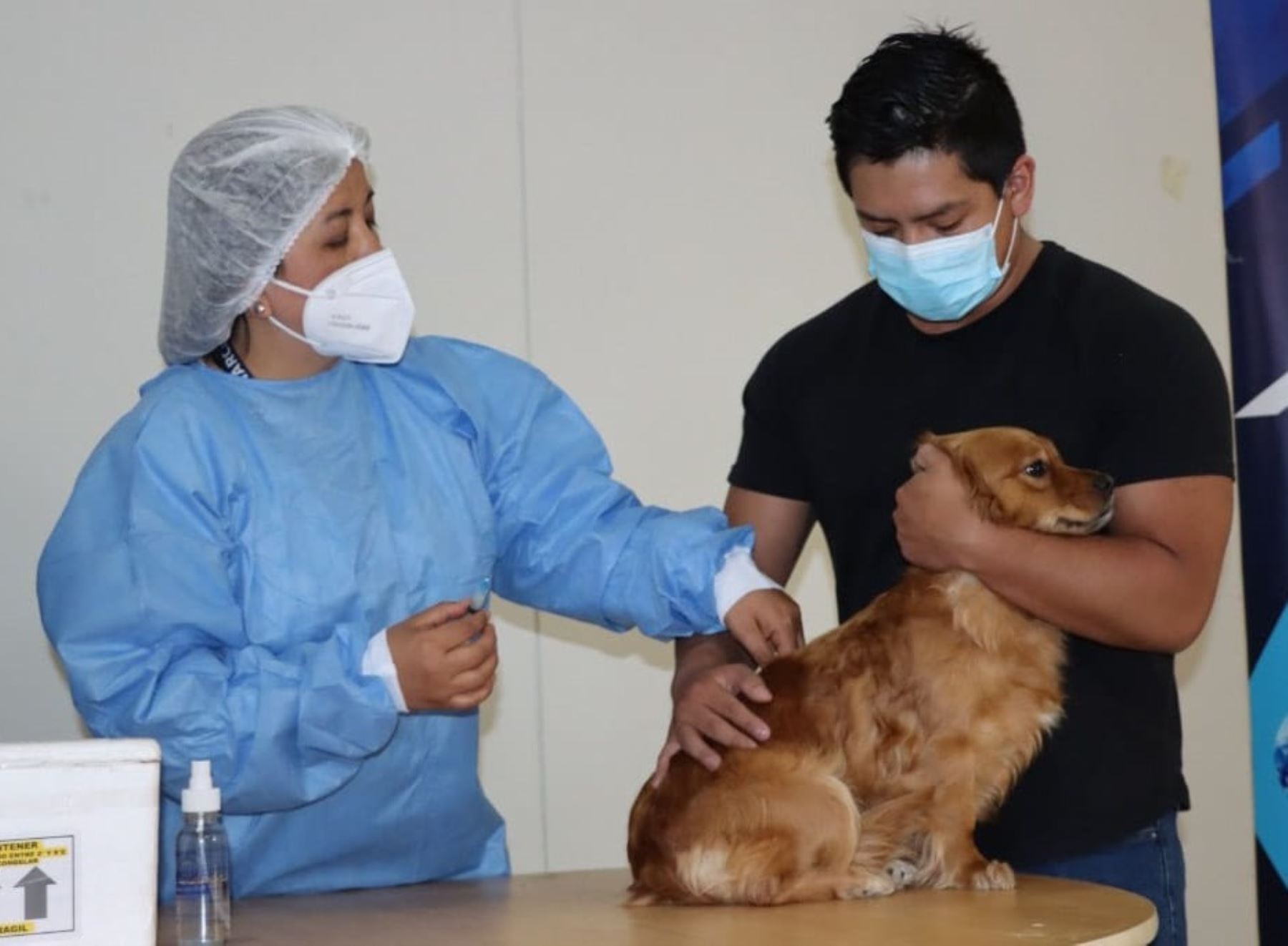 Brigadas de salud y municipios de Cajamarca se unen para vacunar a canes callejeros de esa región. ANDINA/Difusión