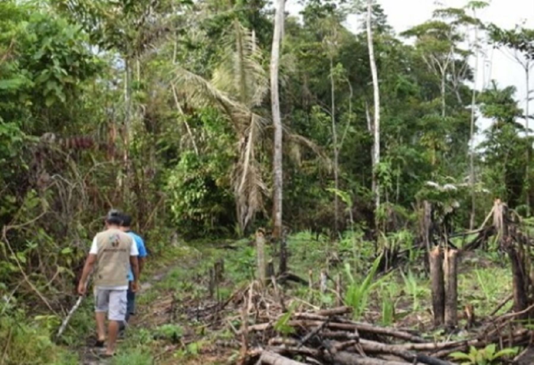 Publican propuesta de Estrategia de Prevención de Delitos Ambientales en nuestra Amazonía