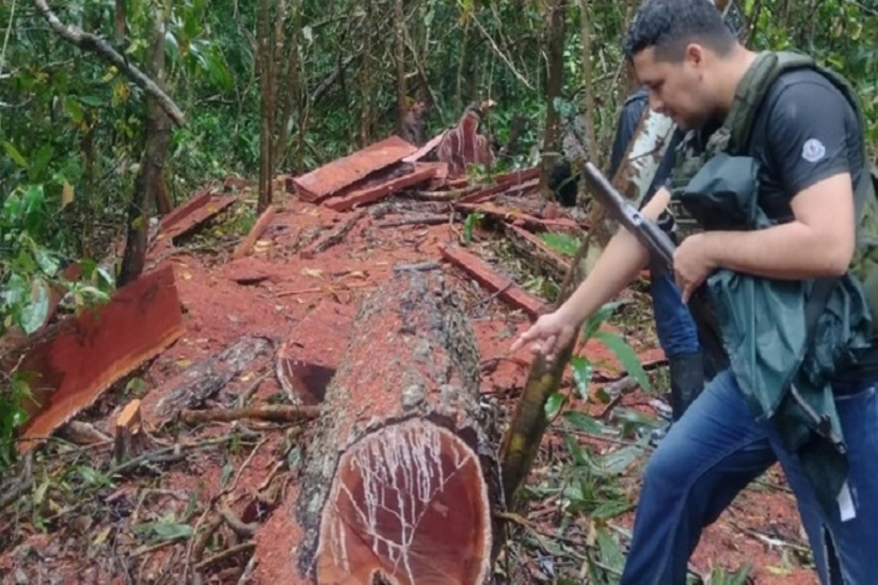Intervención se realizó en el ámbito de control El Triunfo, luego de las acciones de inteligencia del personal de las instituciones competentes en la zona, donde se halló las trozas de madera de la especie forestal quinilla.