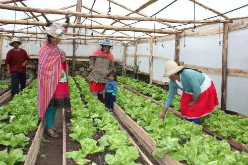 Los viveros permiten cultivar alimentos sensibles a las temperaturas bajas. Cortesía
