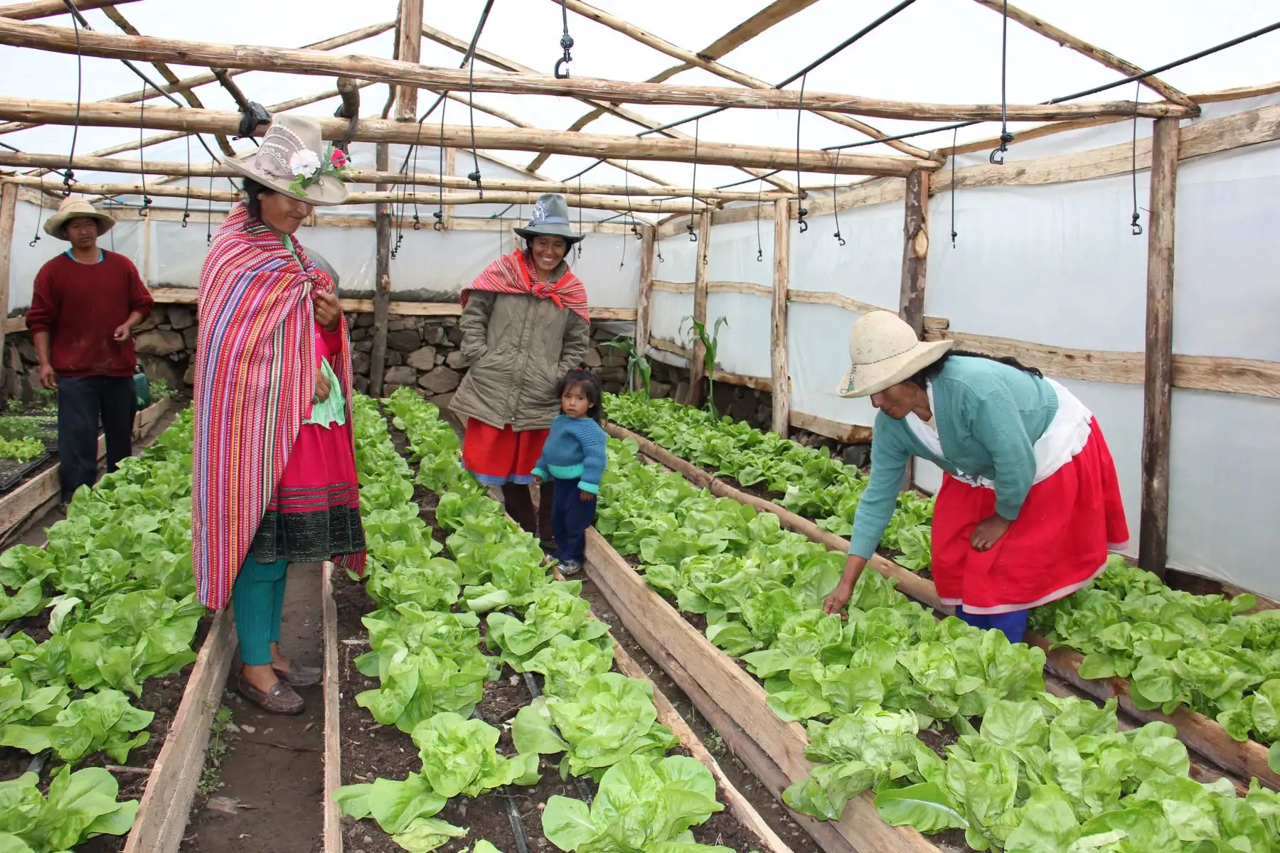 Los viveros permiten cultivar alimentos sensibles a las temperaturas bajas. Cortesía