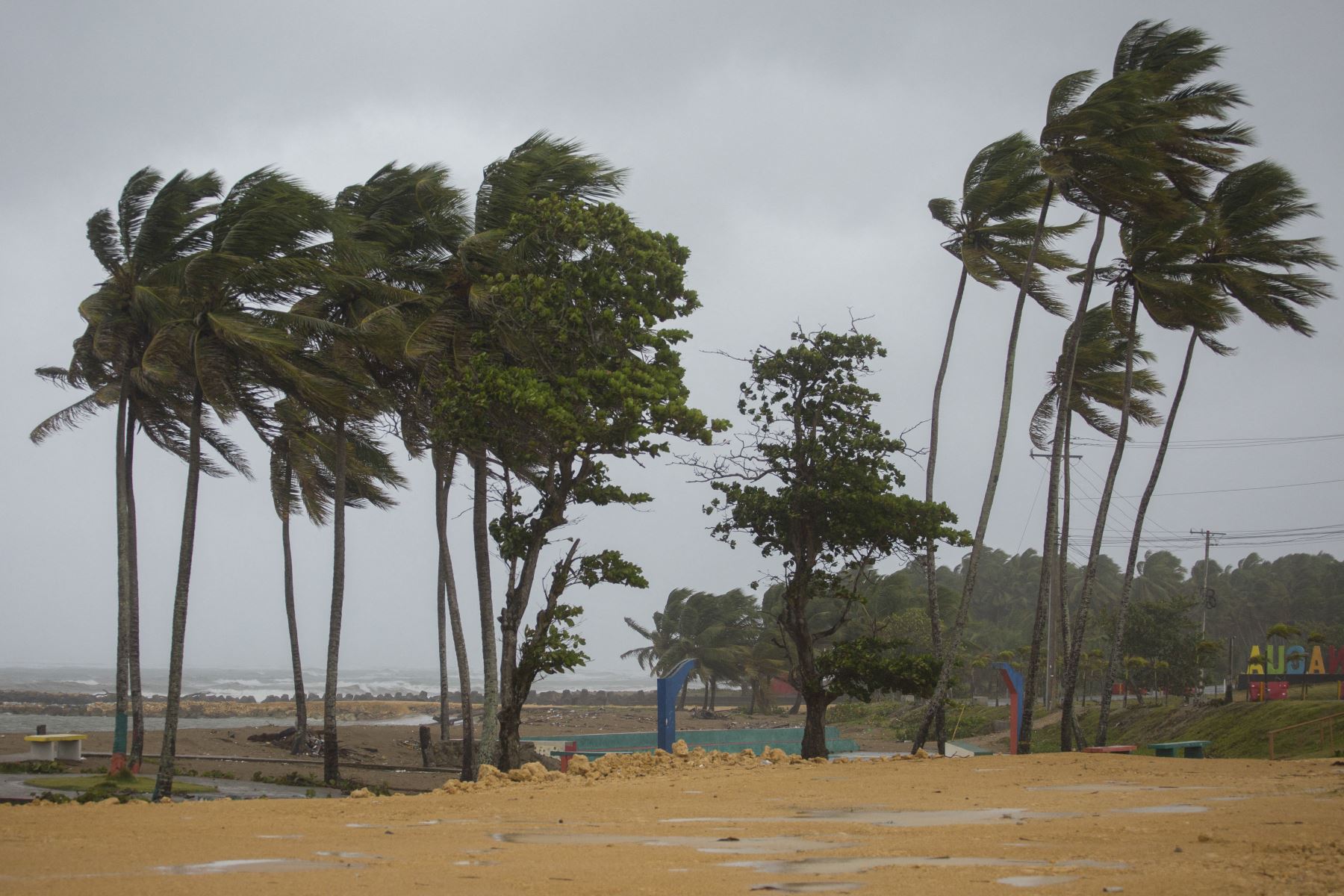 Las palmeras se mueven con el viento en Nagua, República Dominicana, durante el paso del huracán Fiona.
Foto: AFP